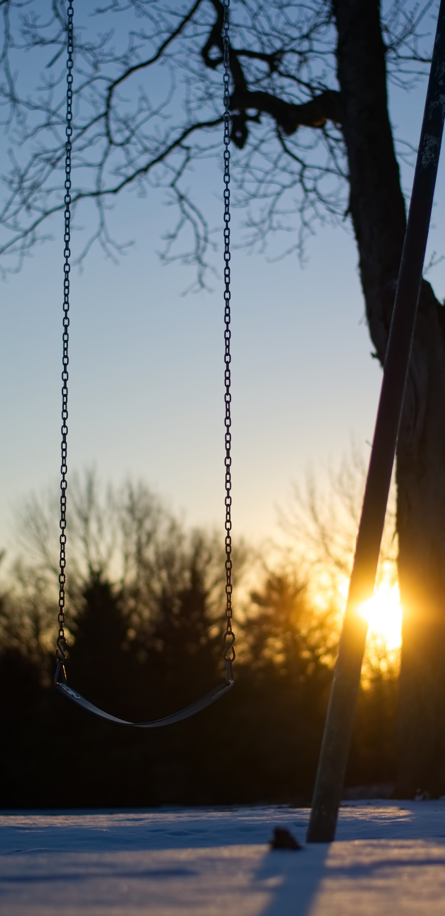 Обои дерево, ветвь, утро, солнечный свет, семейство травы в разрешении 1440x2960