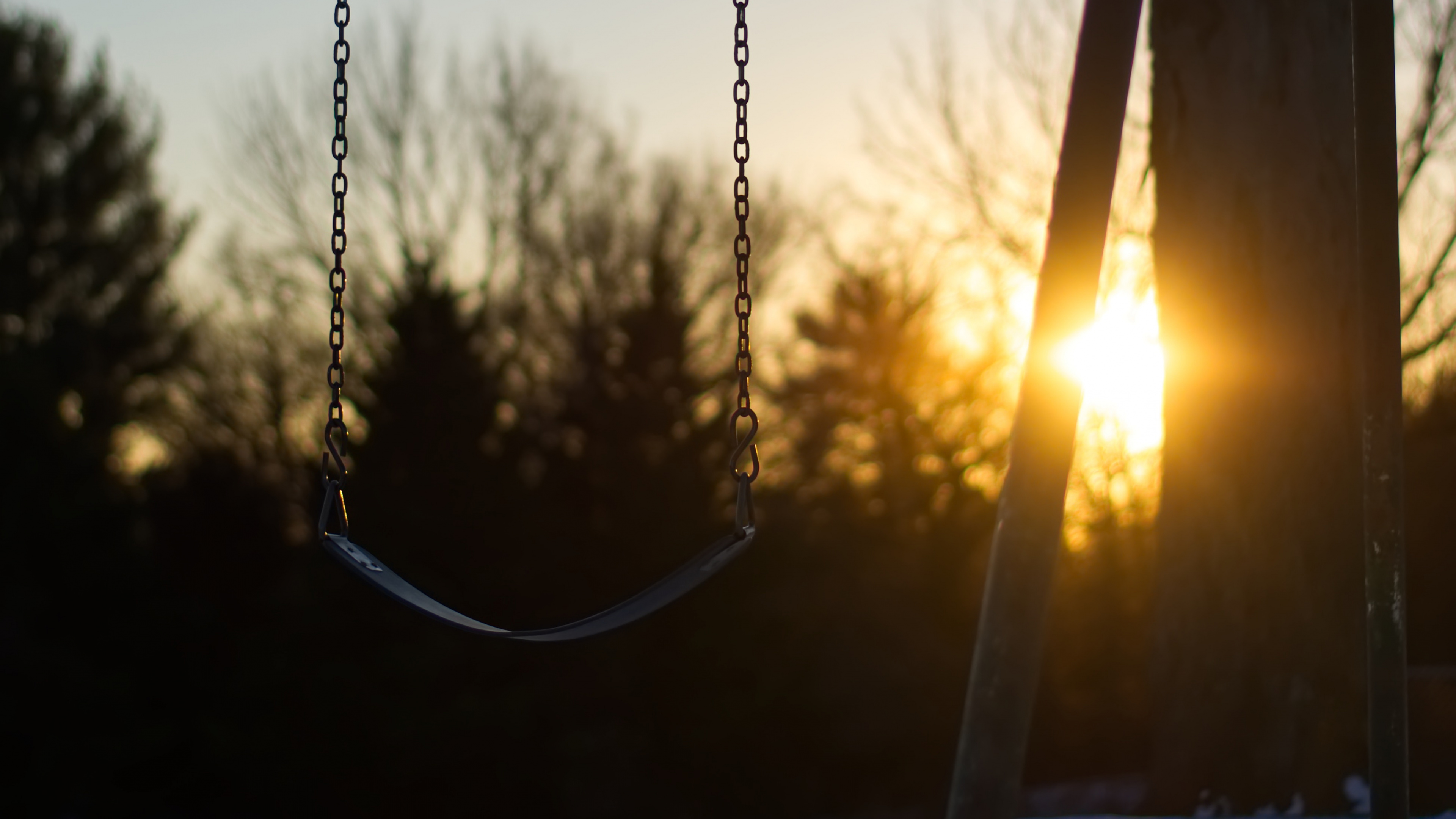 Обои дерево, ветвь, утро, солнечный свет, семейство травы в разрешении 3840x2160