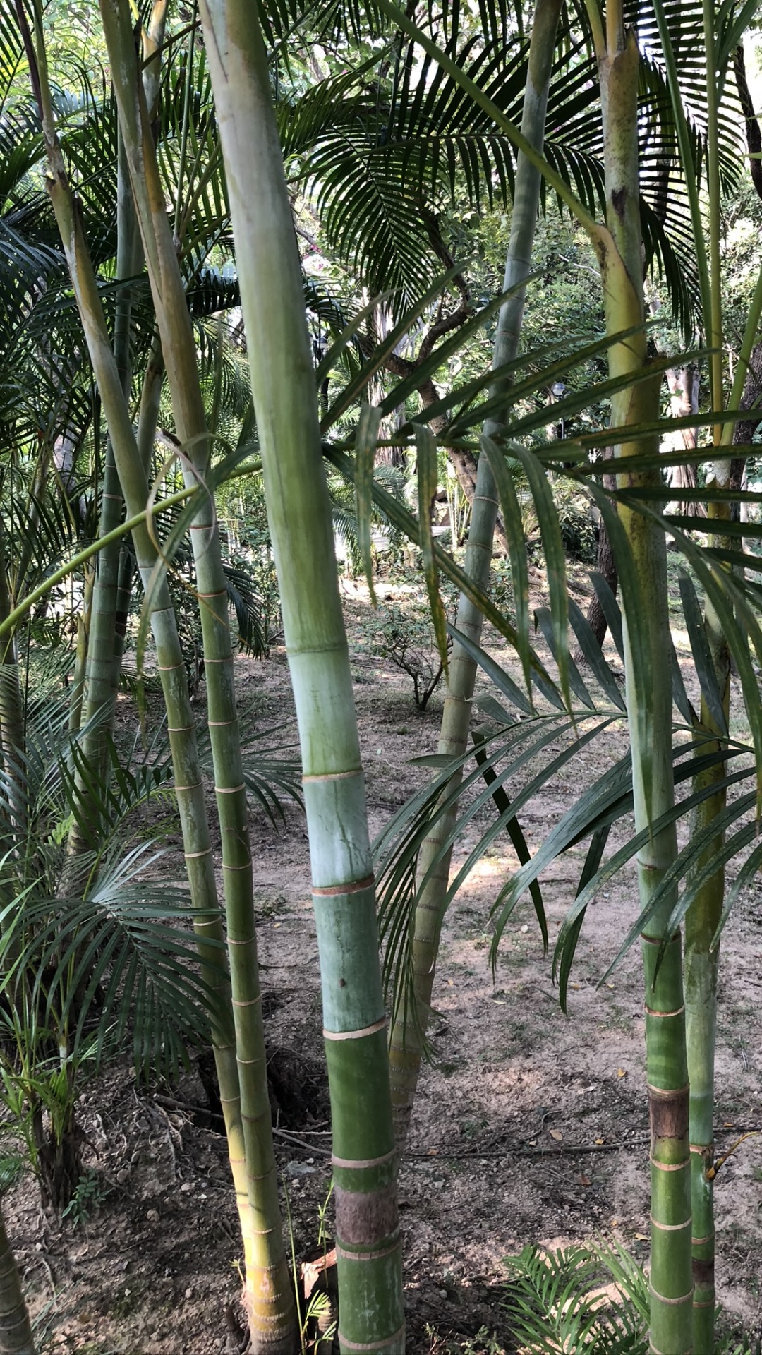 Обои растительность, стебель растения, Масло пальмы, растительное сообщество, ботаники в разрешении 1080x1920