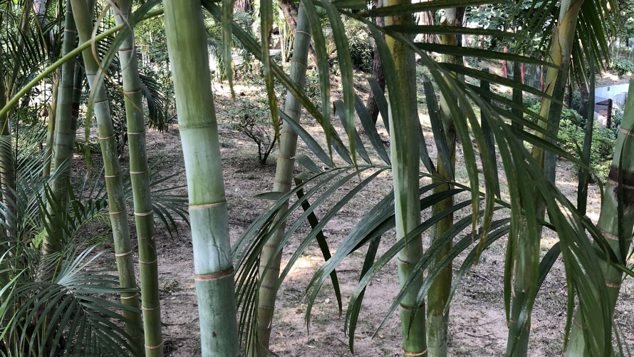 Обои растительность, стебель растения, Масло пальмы, растительное сообщество, ботаники в разрешении 1280x720