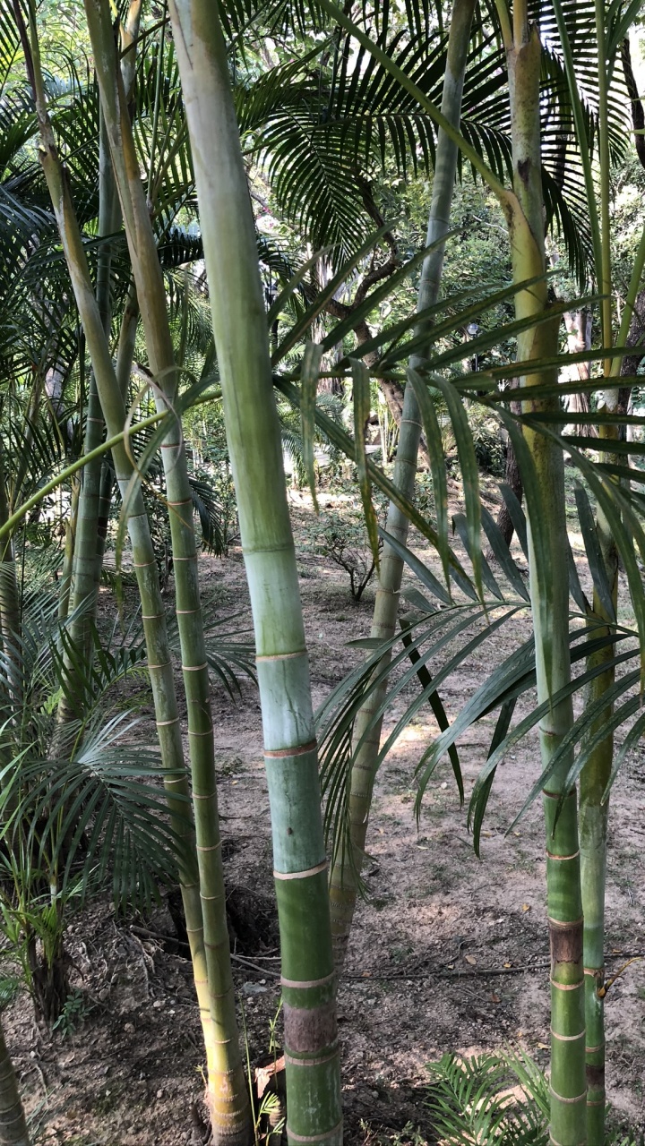 Обои растительность, стебель растения, Масло пальмы, растительное сообщество, ботаники в разрешении 720x1280