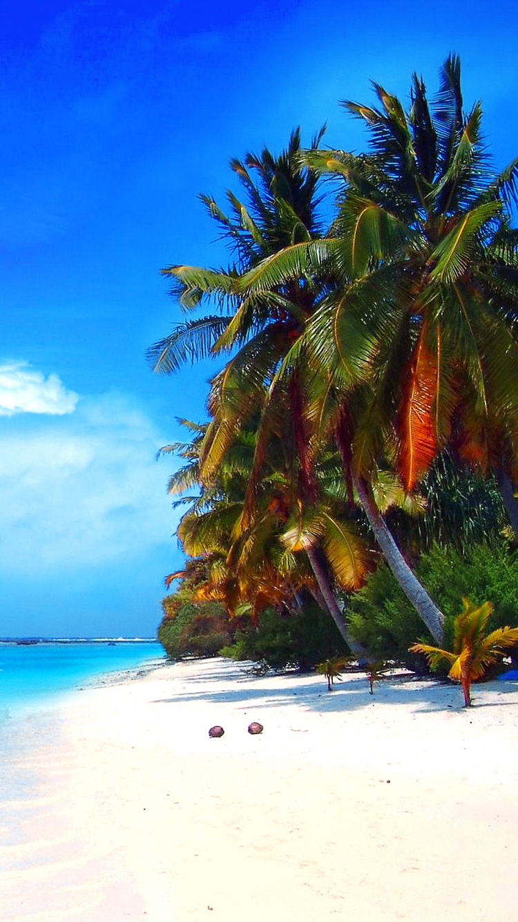 Обои пляж, море, тропическая зона, природа, Карибский бассейн в разрешении 750x1334