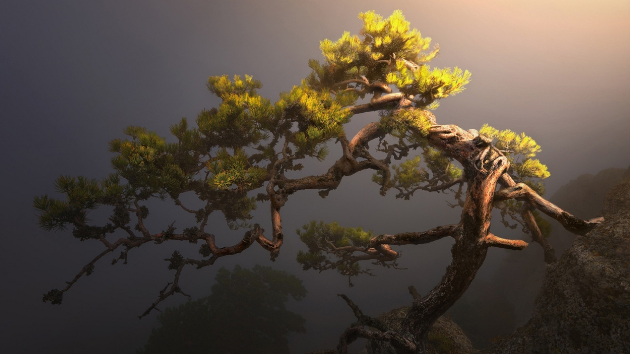 Обои растительность, сосна, природа, дерево, растение в разрешении 1280x720