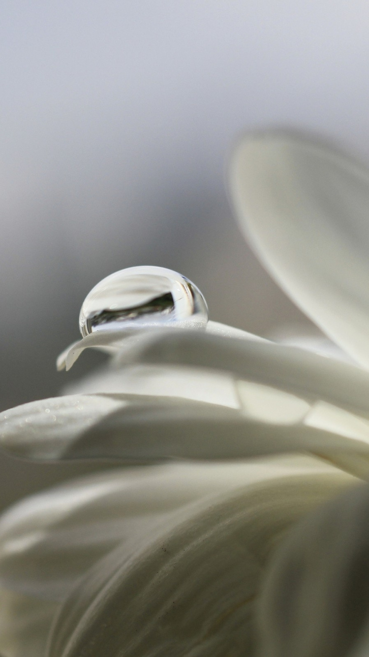 Обои лепесток, растение, Флора, солнечный свет, вода в разрешении 750x1334