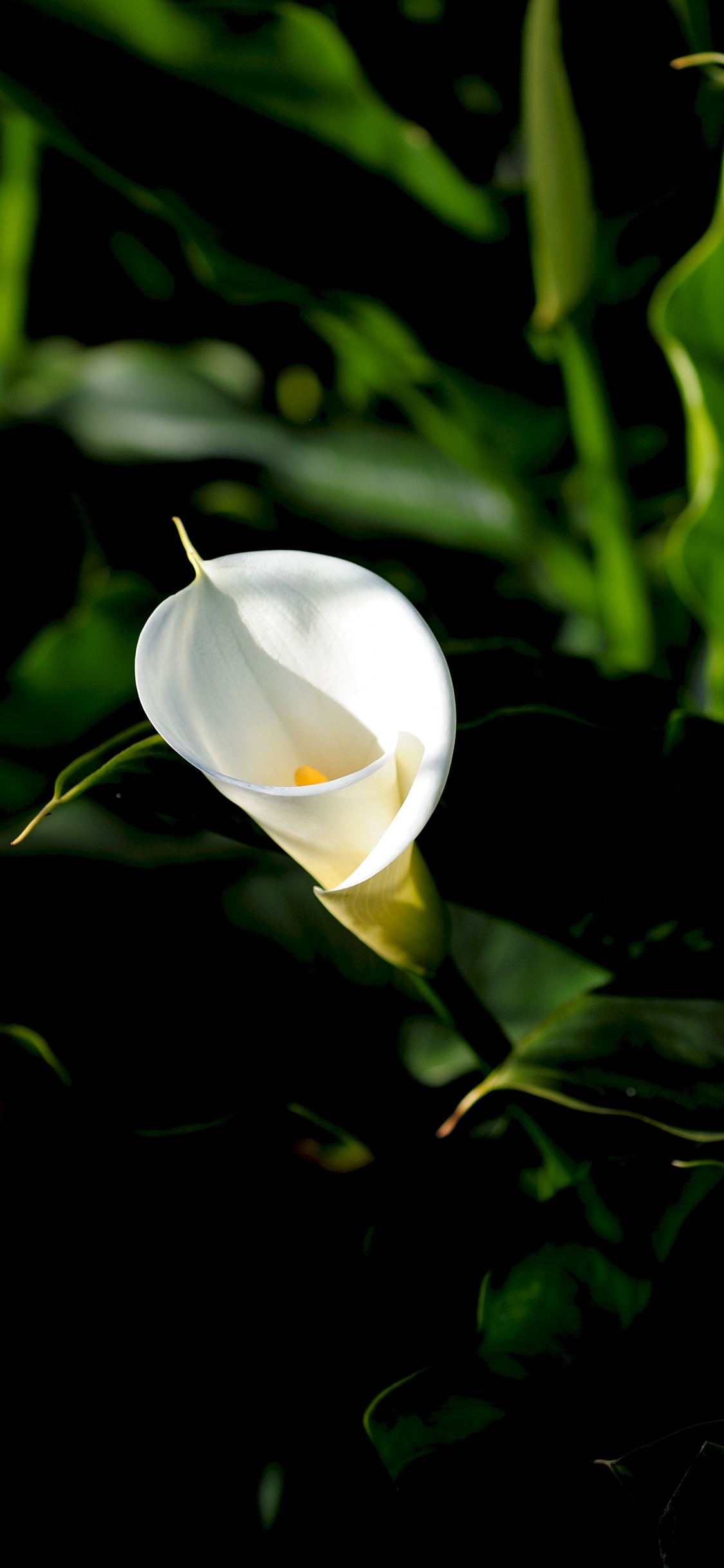 Обои цветок, цветковое растение, белые, растение, ботаники в разрешении 1125x2436