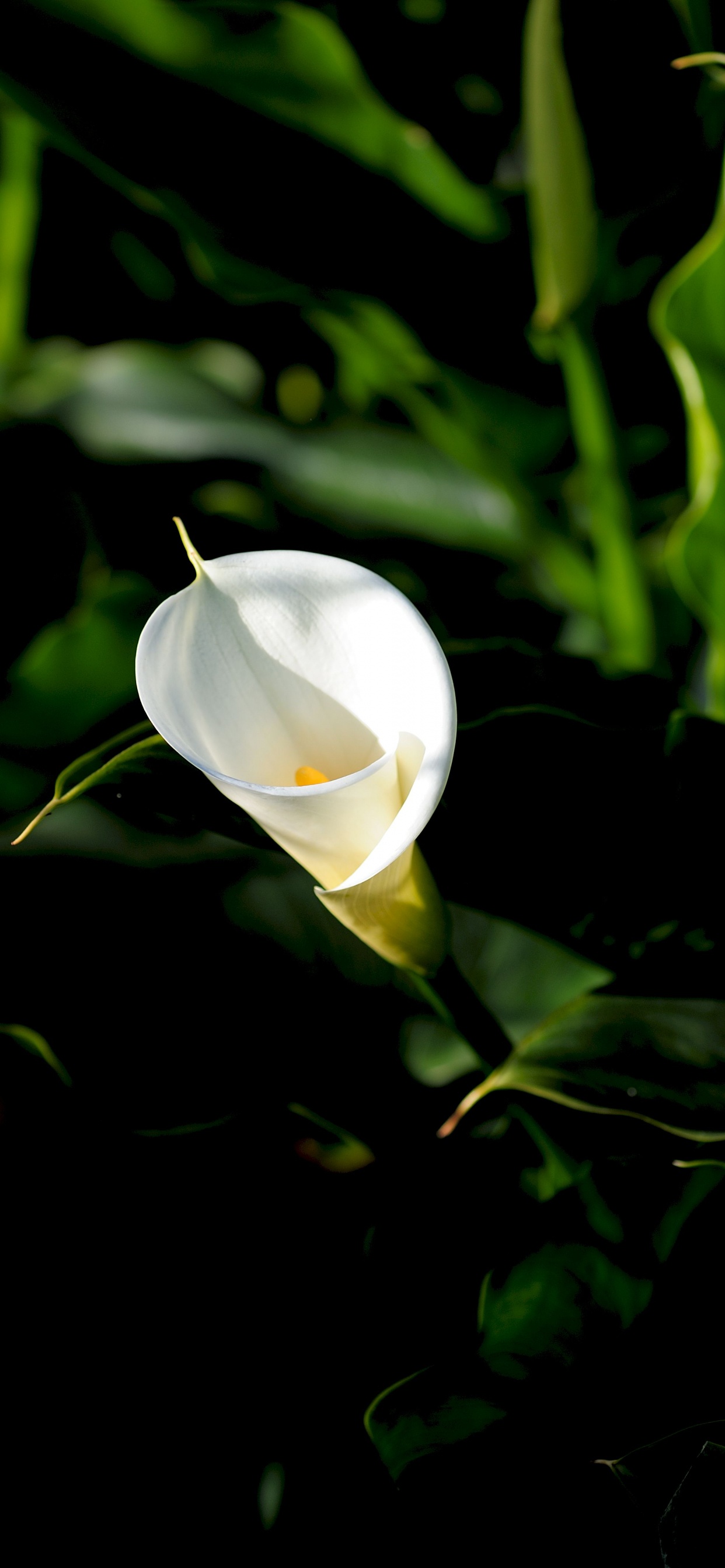 Обои цветок, цветковое растение, белые, растение, ботаники в разрешении 1242x2688