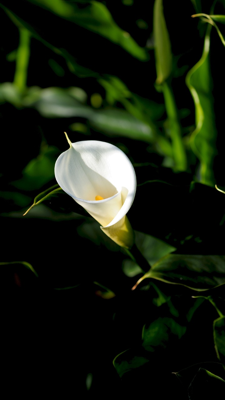 Обои цветок, цветковое растение, белые, растение, ботаники в разрешении 720x1280