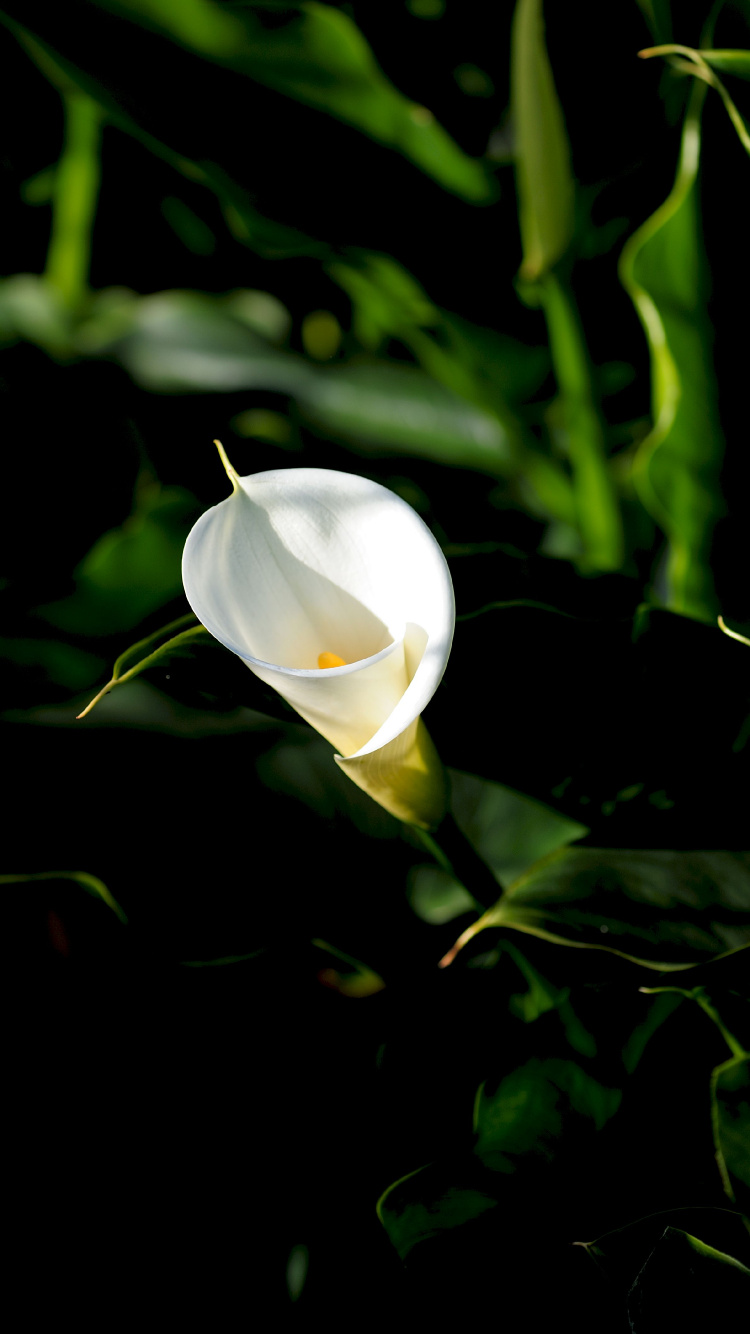 Обои цветок, цветковое растение, белые, растение, ботаники в разрешении 750x1334