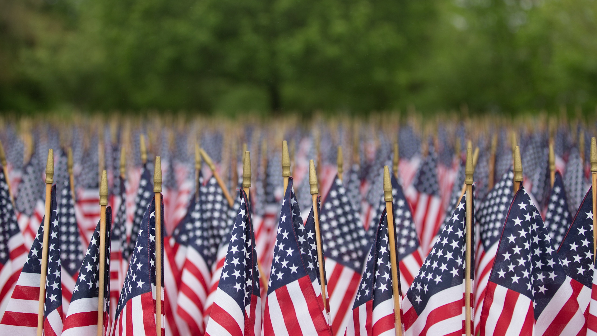 Обои праздник, флаг Соединенных Штатов, флаг, растение, завод в разрешении 1920x1080