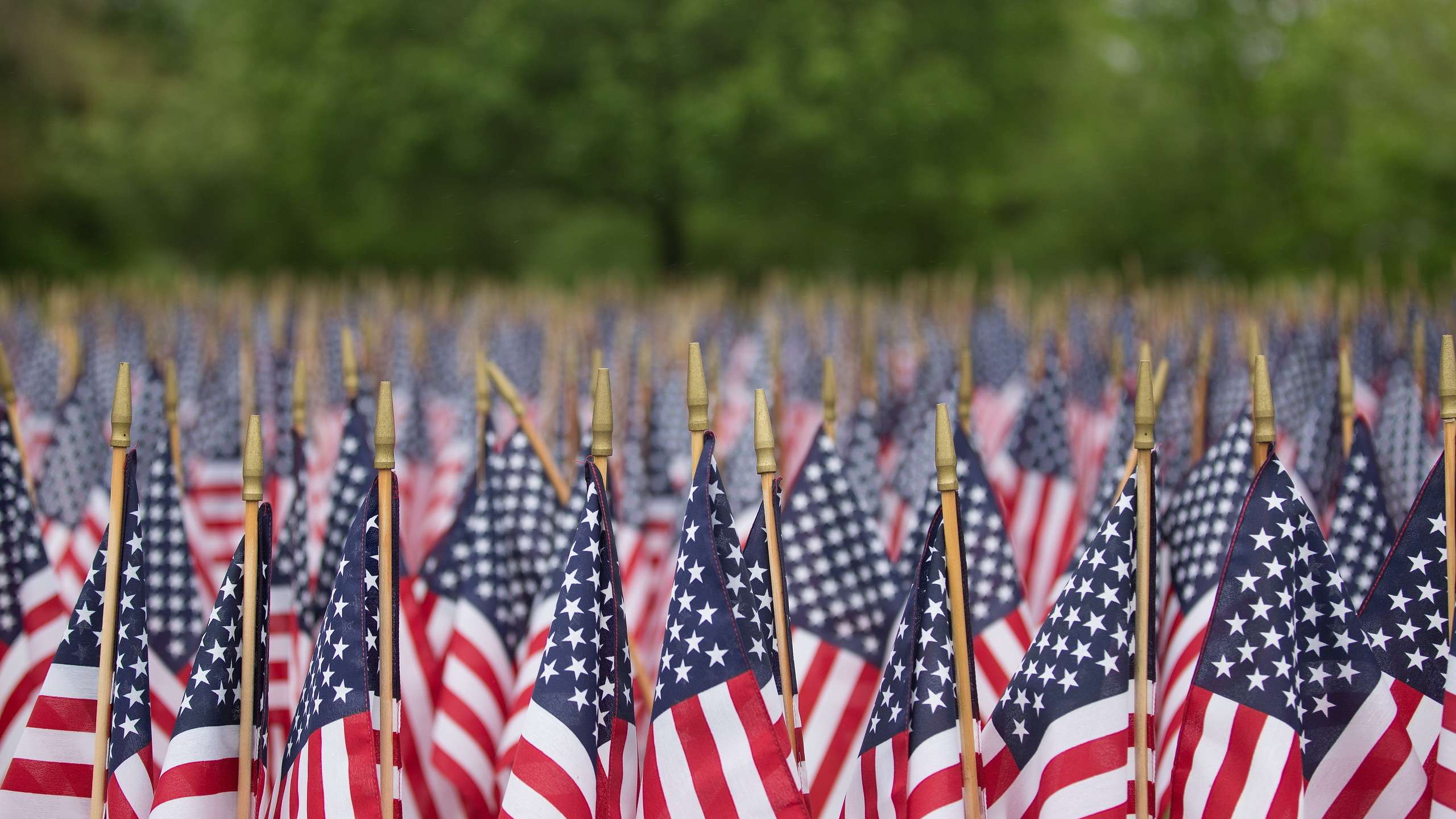Обои праздник, флаг Соединенных Штатов, флаг, растение, завод в разрешении 2560x1440