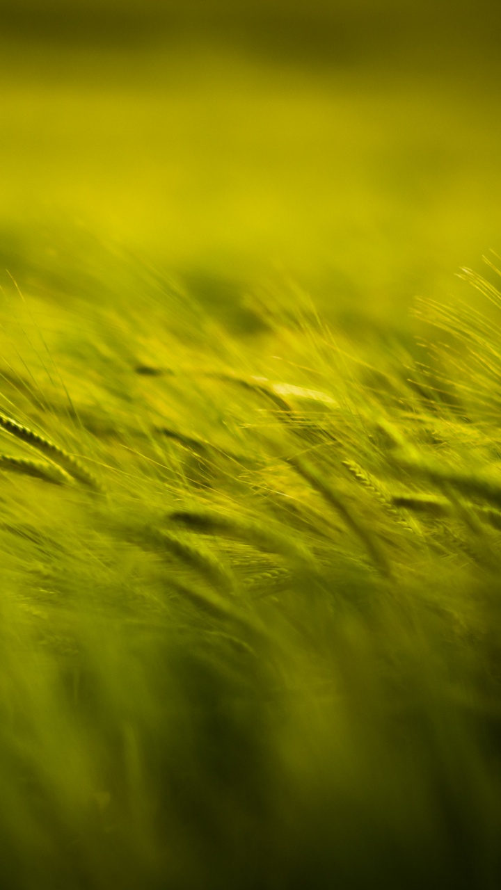 Обои природа, поле, зеленый, семейство травы, трава в разрешении 720x1280