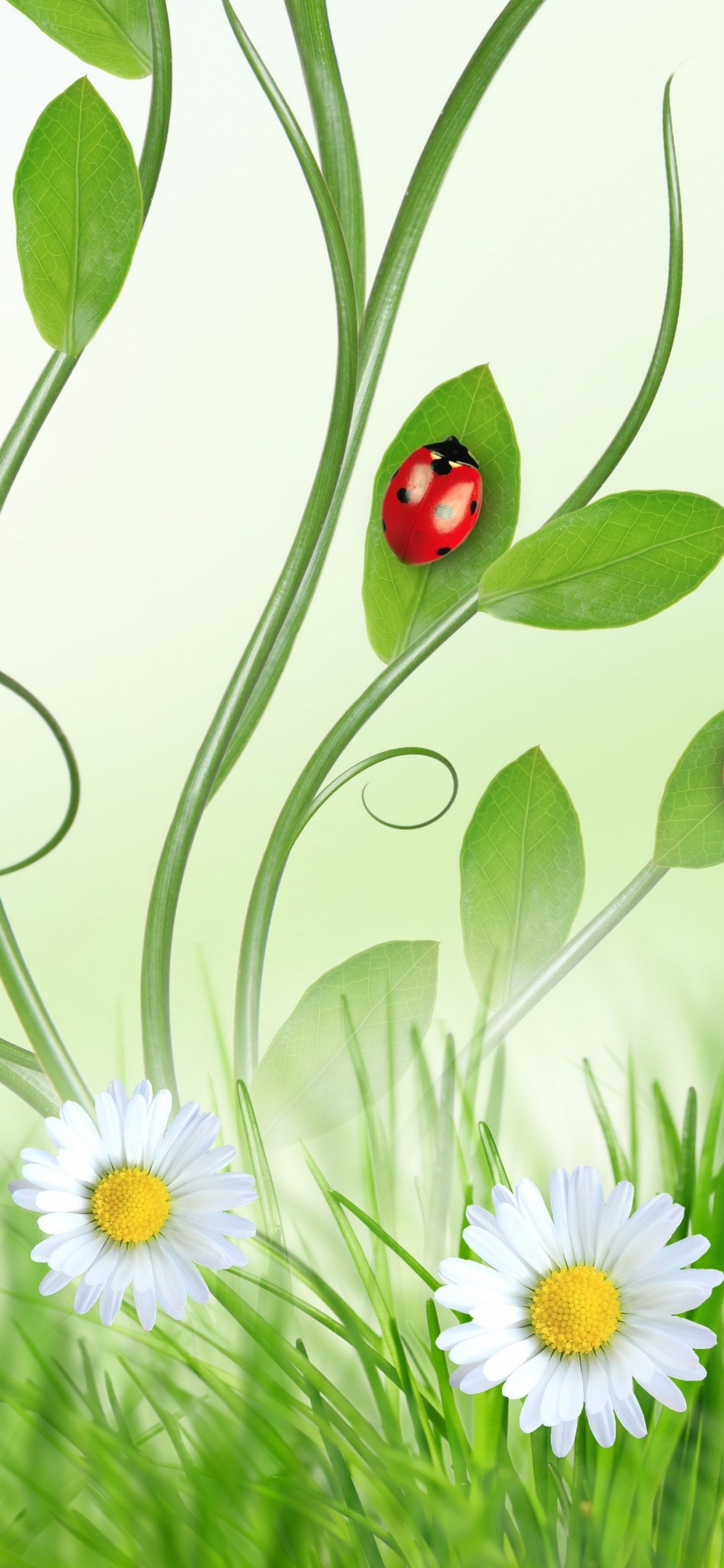 Обои телефон, huawei y6 2019, цветок, растение, ботаники в разрешении 1125x2436