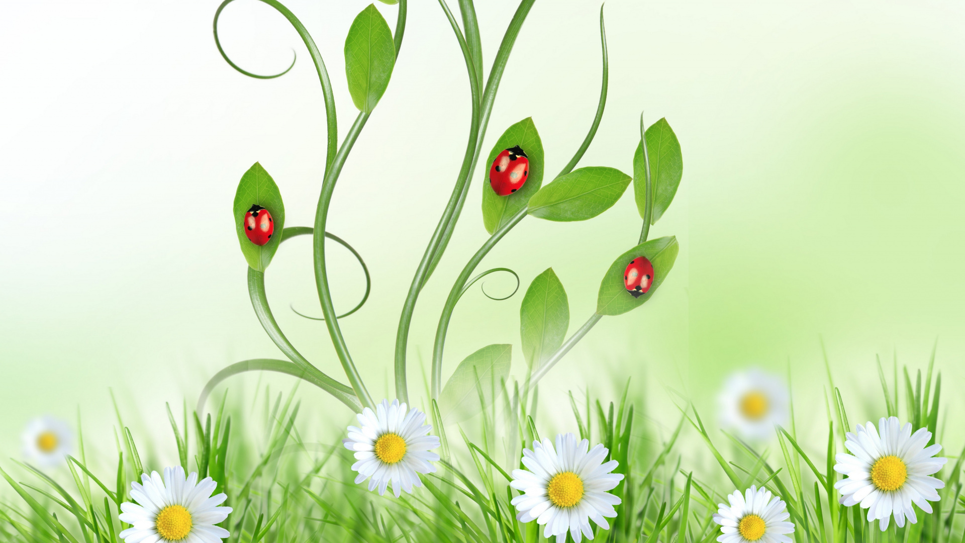 Обои телефон, huawei y6 2019, цветок, растение, ботаники в разрешении 1920x1080