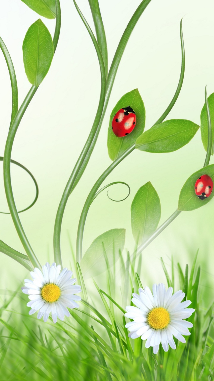 Обои телефон, huawei y6 2019, цветок, растение, ботаники в разрешении 720x1280