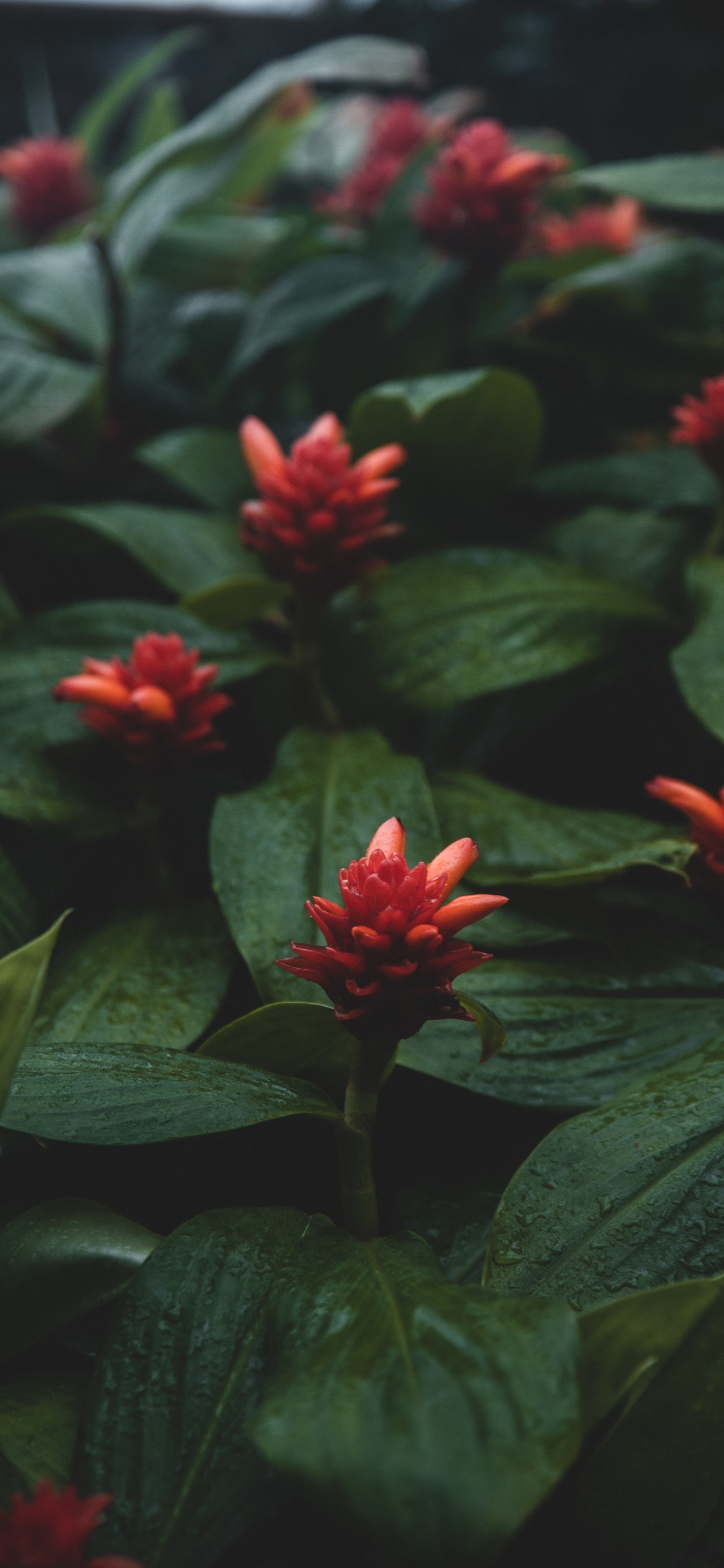 Обои растение, Флора, ботаники, лепесток, Семья костус в разрешении 1242x2688