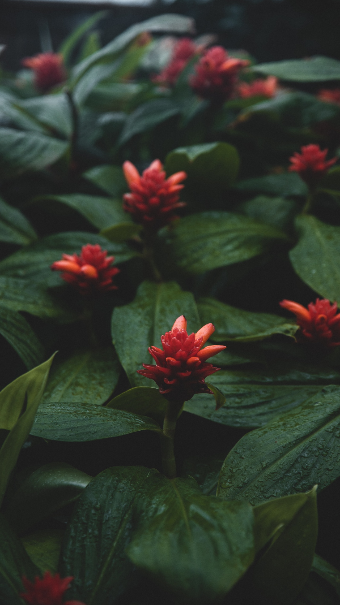 Обои растение, Флора, ботаники, лепесток, Семья костус в разрешении 1440x2560