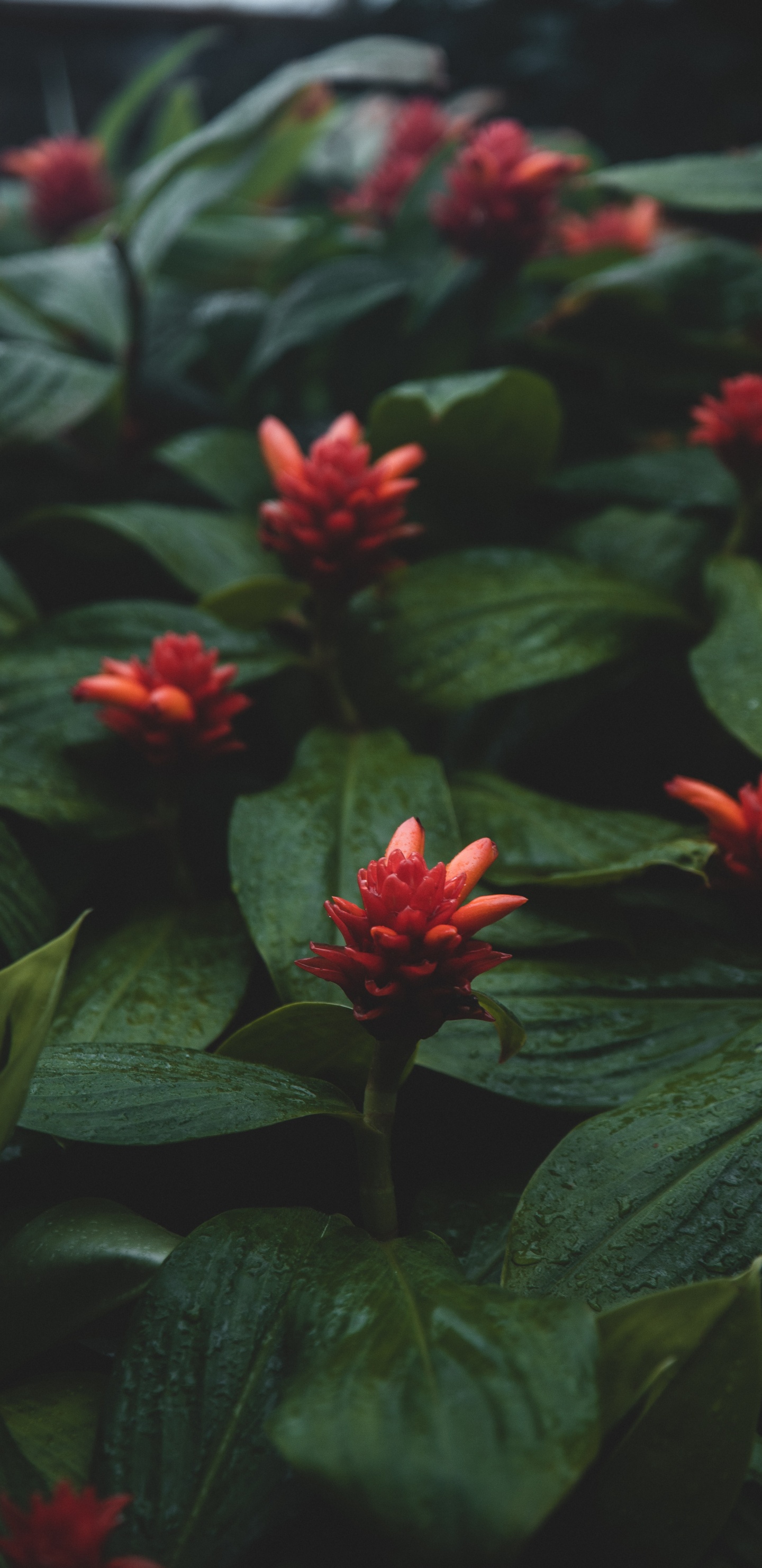 Обои растение, Флора, ботаники, лепесток, Семья костус в разрешении 1440x2960