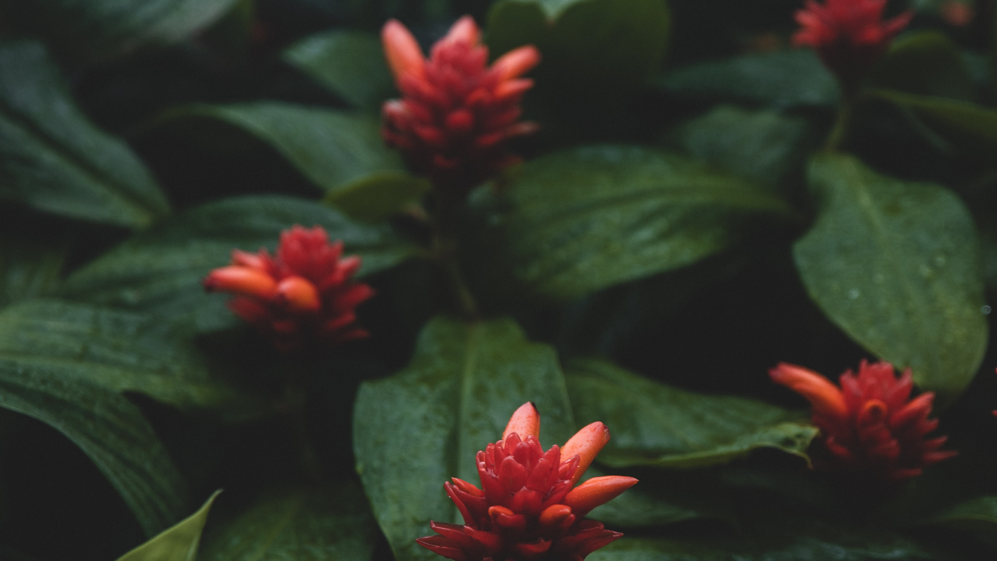 Обои растение, Флора, ботаники, лепесток, Семья костус в разрешении 3840x2160