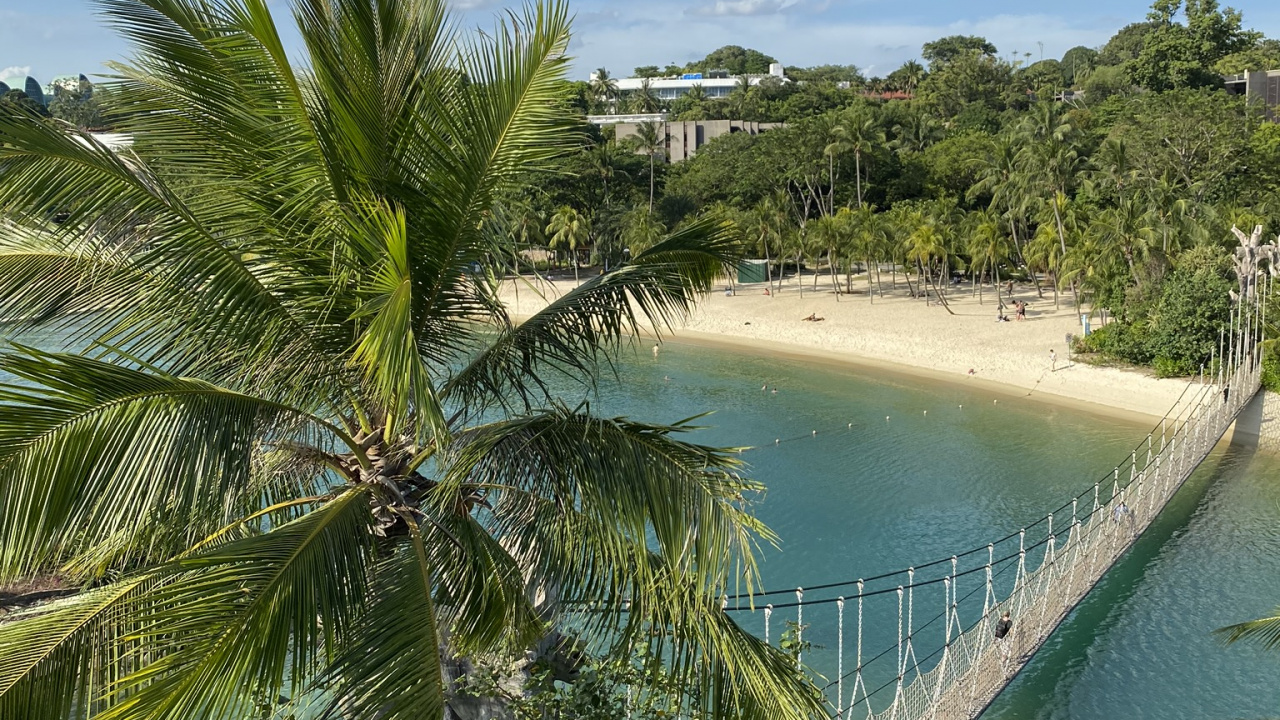 Обои растительность, пальмовые рощи, вода, биология, водоем в разрешении 1280x720