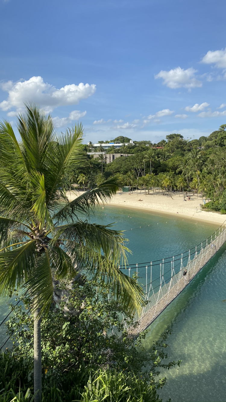Обои растительность, пальмовые рощи, вода, биология, водоем в разрешении 750x1334