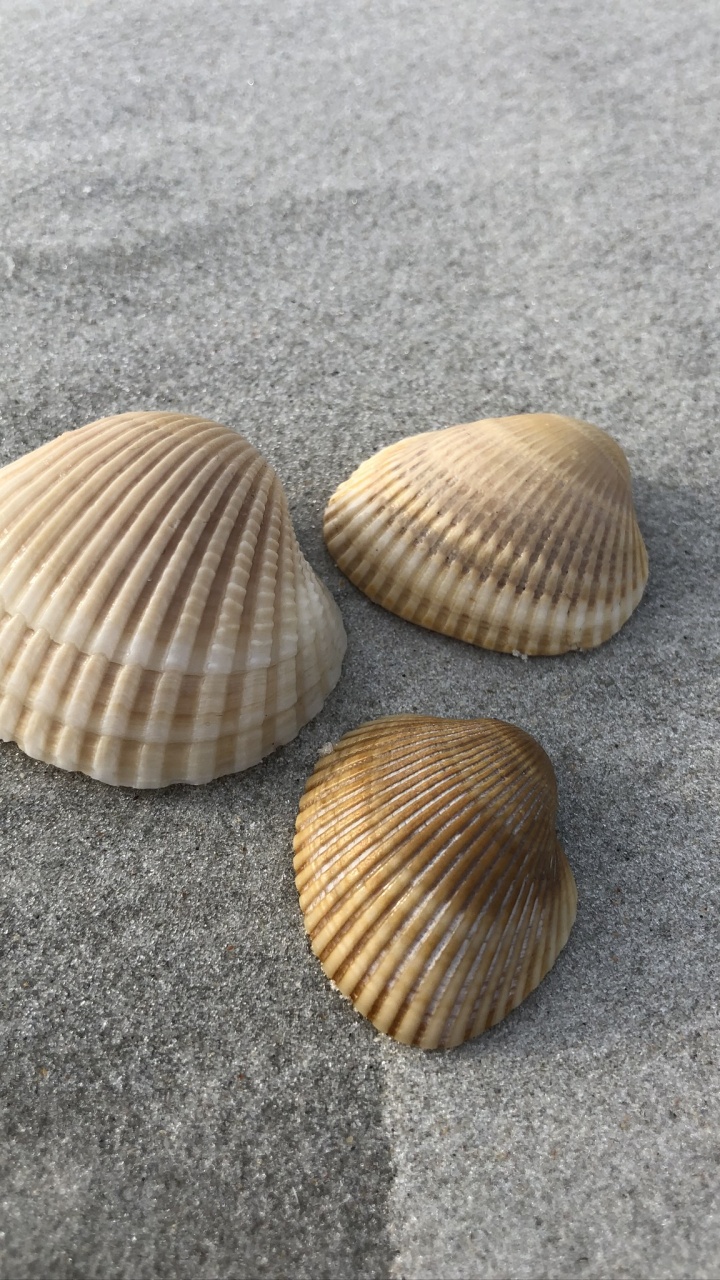 Обои ракушка, двустворчатый моллюск, натуральный материал, оболочка, серый цвет в разрешении 720x1280