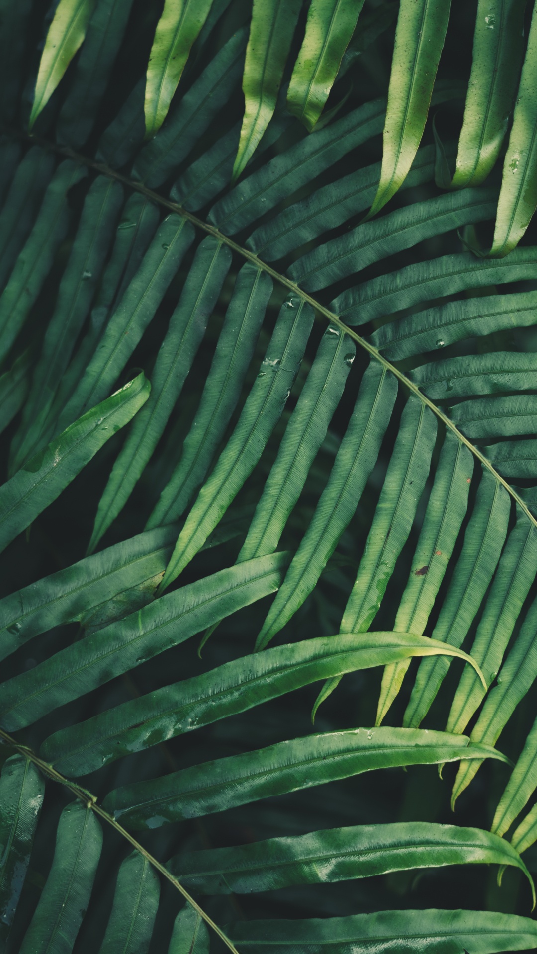 Обои лист, пальмовые рощи, папоротник, ветвь, растительность в разрешении 1080x1920