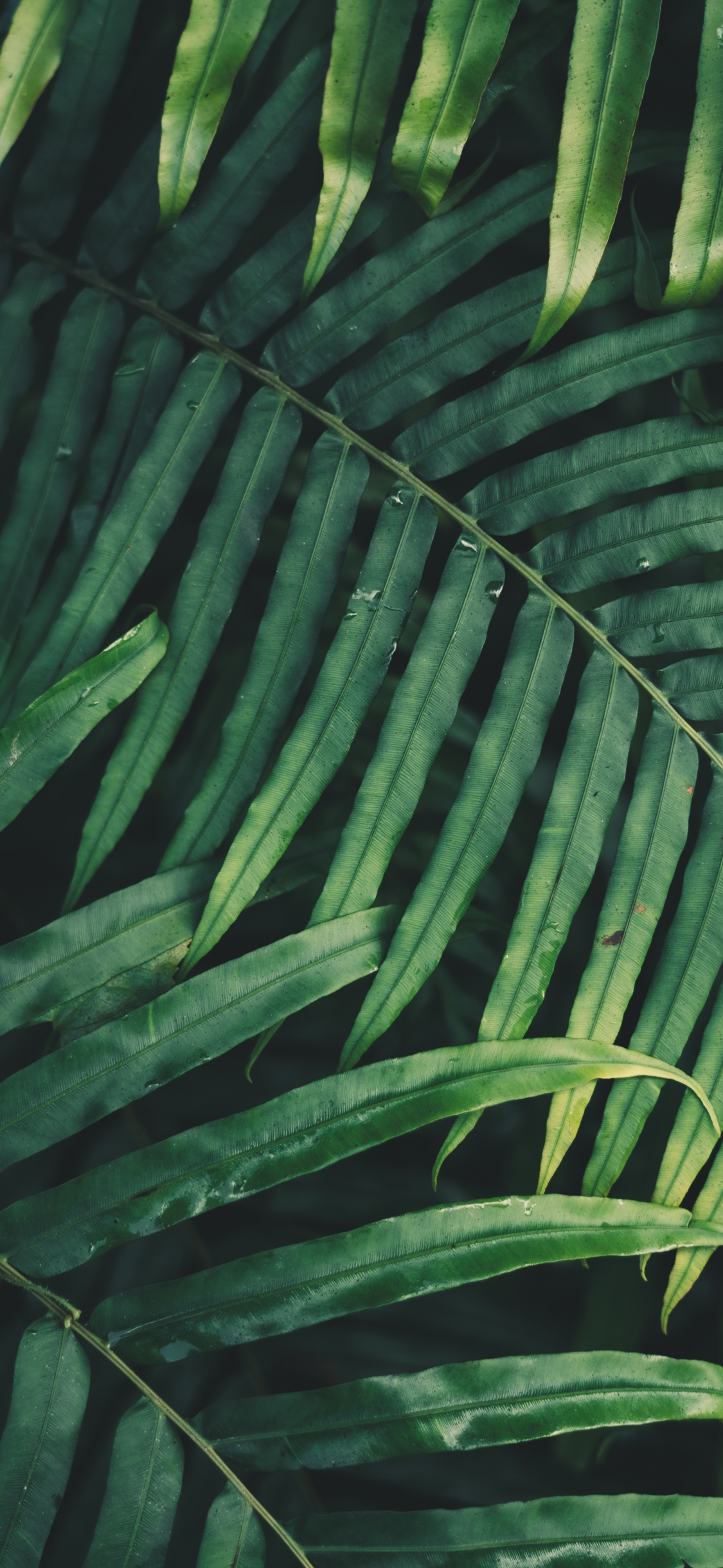 Обои лист, пальмовые рощи, папоротник, ветвь, растительность в разрешении 1125x2436