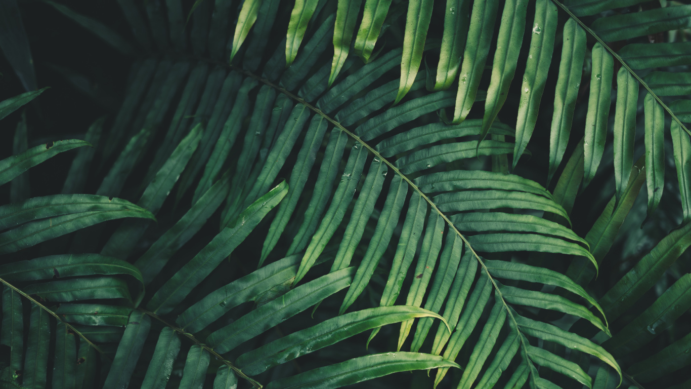 Обои лист, пальмовые рощи, папоротник, ветвь, растительность в разрешении 1366x768