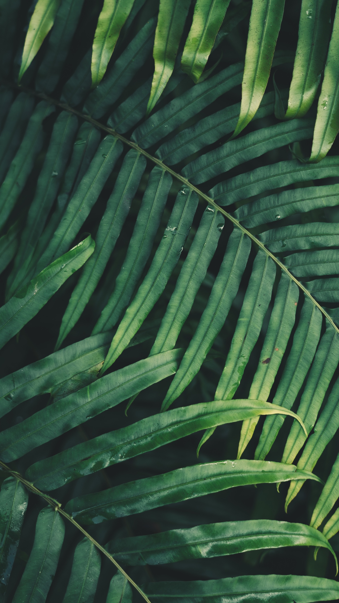 Обои лист, пальмовые рощи, папоротник, ветвь, растительность в разрешении 1440x2560