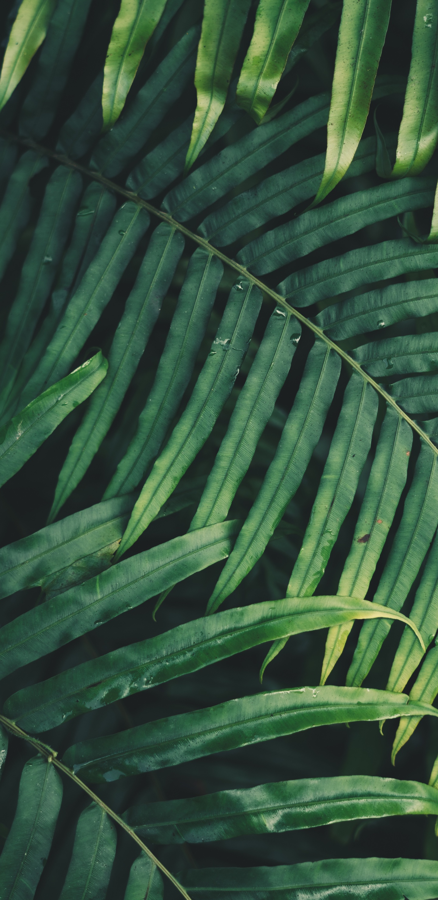 Обои лист, пальмовые рощи, папоротник, ветвь, растительность в разрешении 1440x2960