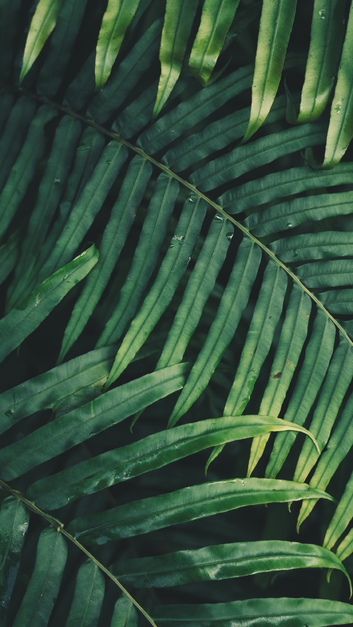 Обои лист, пальмовые рощи, папоротник, ветвь, растительность в разрешении 720x1280