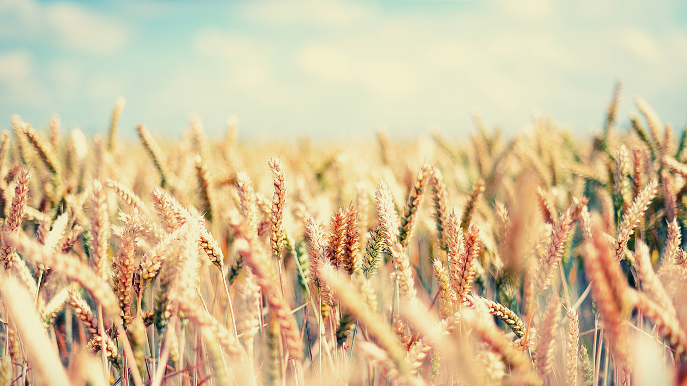 Обои зерно, рожь, продовольственное зерно, поле, пшеница в разрешении 1366x768