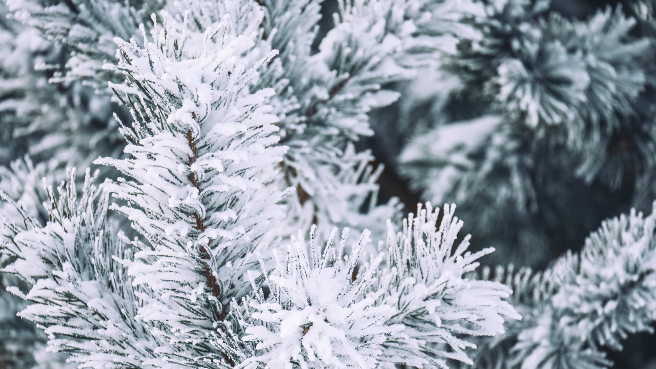 Обои зима, снег, Кегель ели, Пихта бальзамическая, белая сосна в разрешении 1280x720