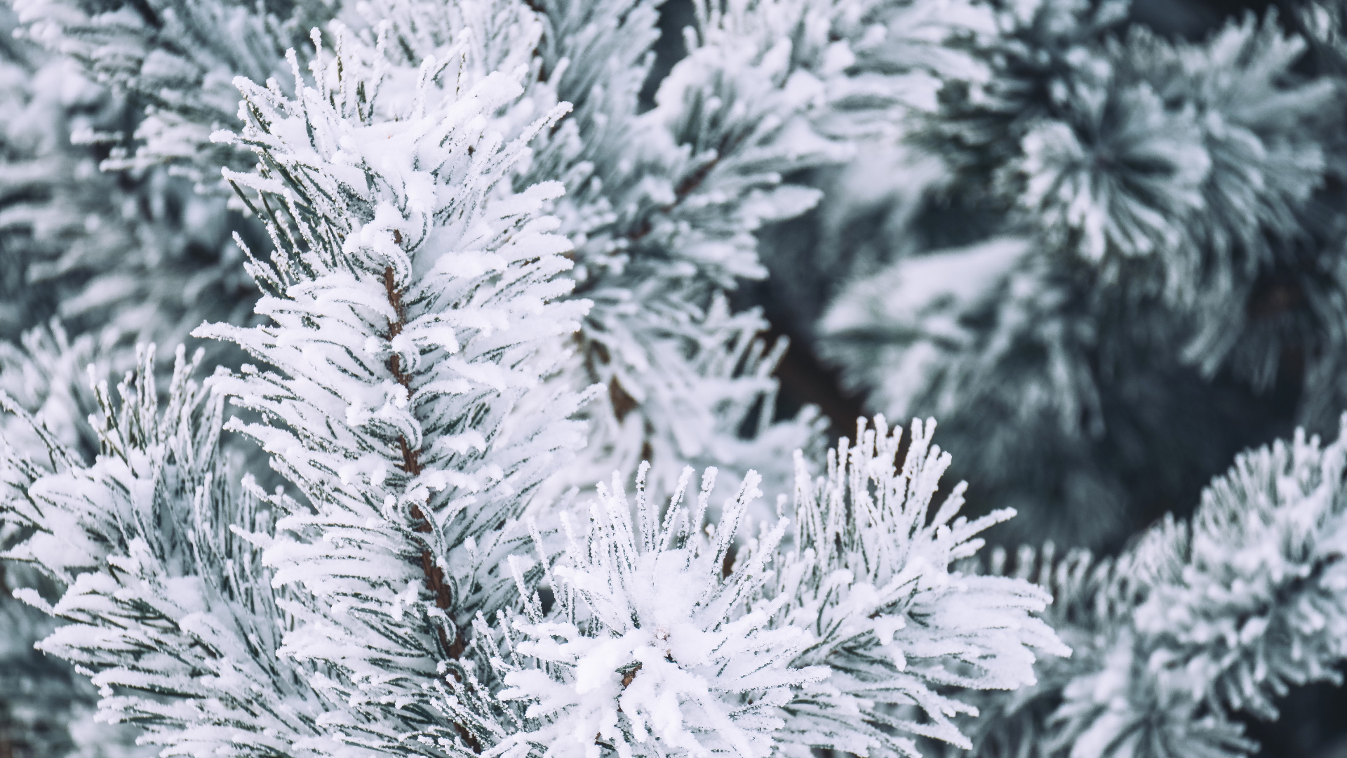 Обои зима, снег, Кегель ели, Пихта бальзамическая, белая сосна в разрешении 1920x1080