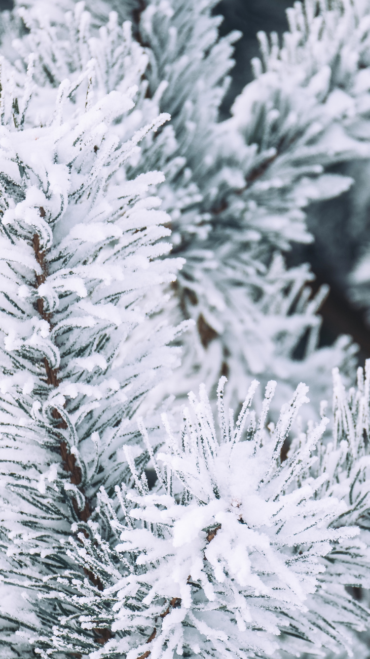 Обои зима, снег, Кегель ели, Пихта бальзамическая, белая сосна в разрешении 750x1334