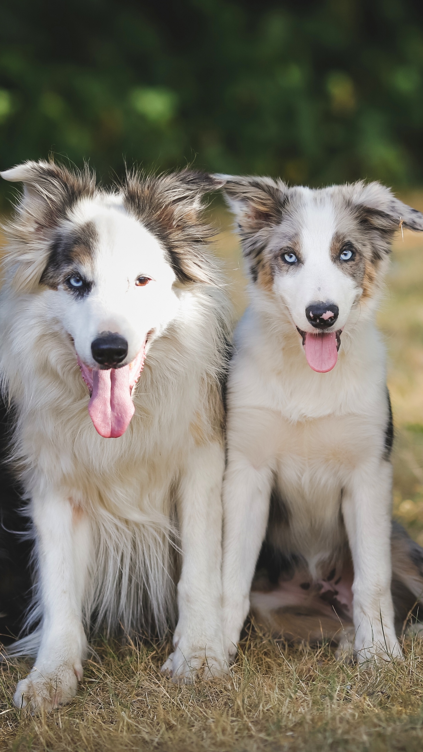 Обои бордер колли, Колли, колли длинношёрстный, пес, собака породы в разрешении 1440x2560
