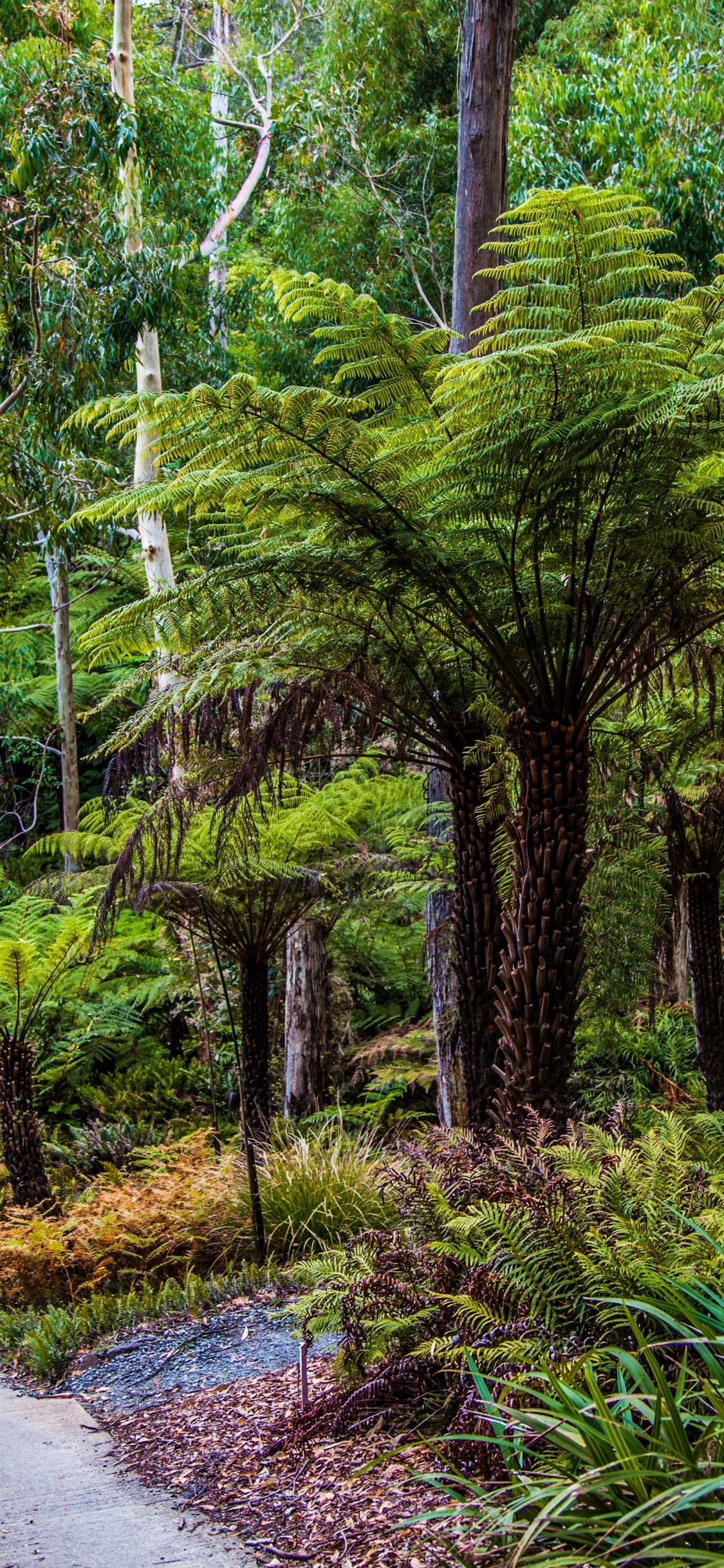 Обои Ботанический Сад Маунт-Лофти, парк, растительность, лес, природа в разрешении 1125x2436