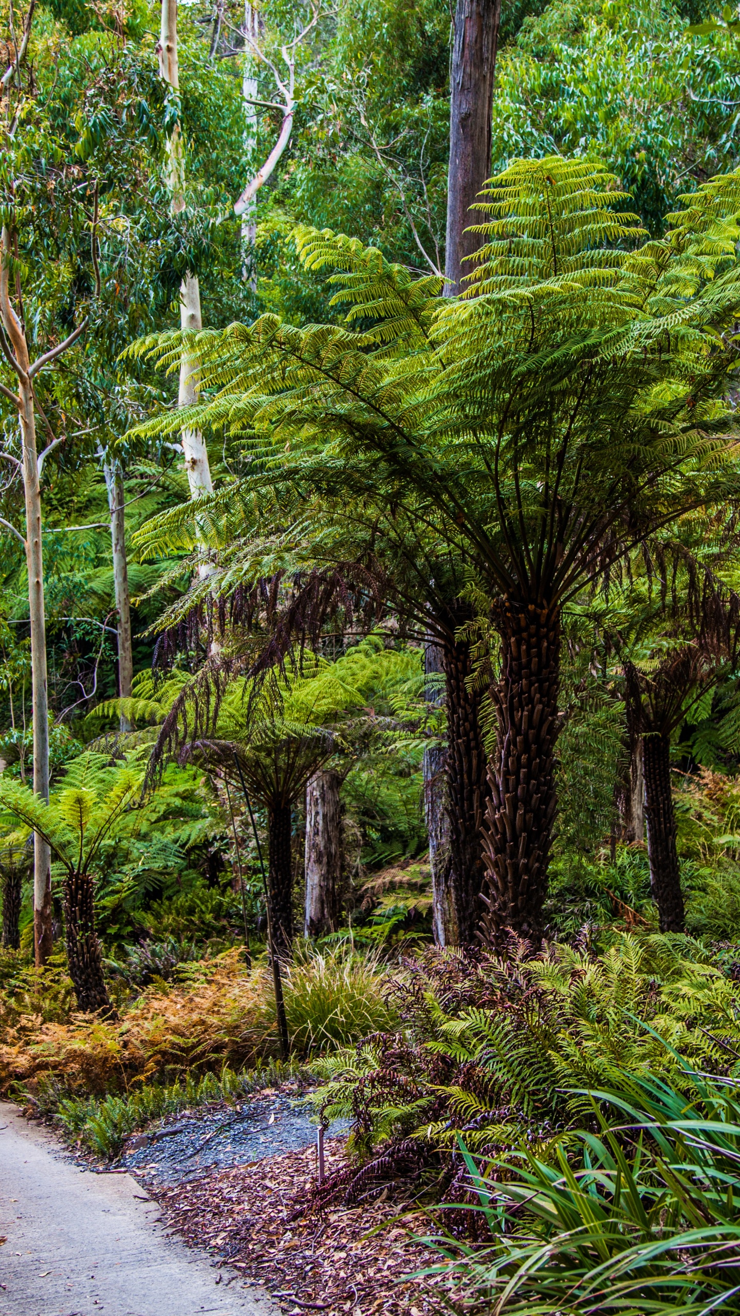 Обои Ботанический Сад Маунт-Лофти, парк, растительность, лес, природа в разрешении 1440x2560