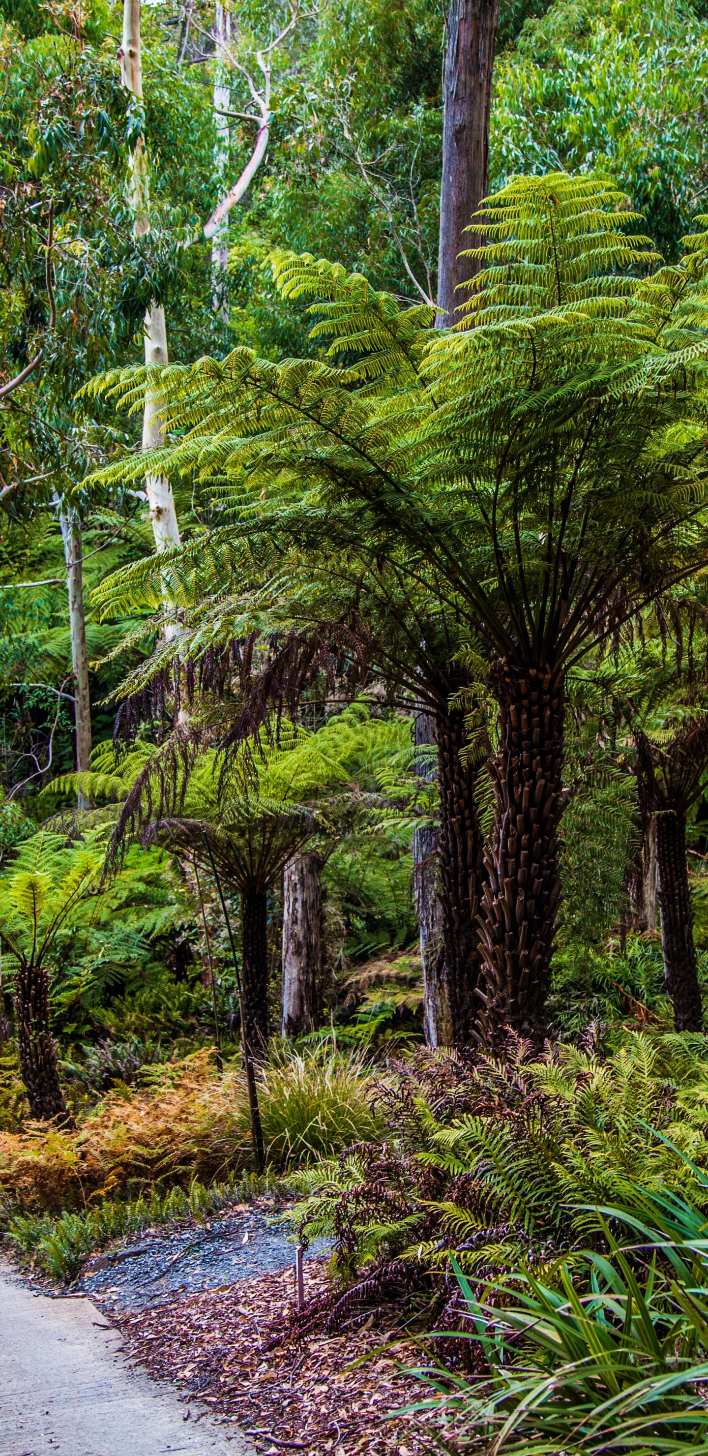 Обои Ботанический Сад Маунт-Лофти, парк, растительность, лес, природа в разрешении 1440x2960