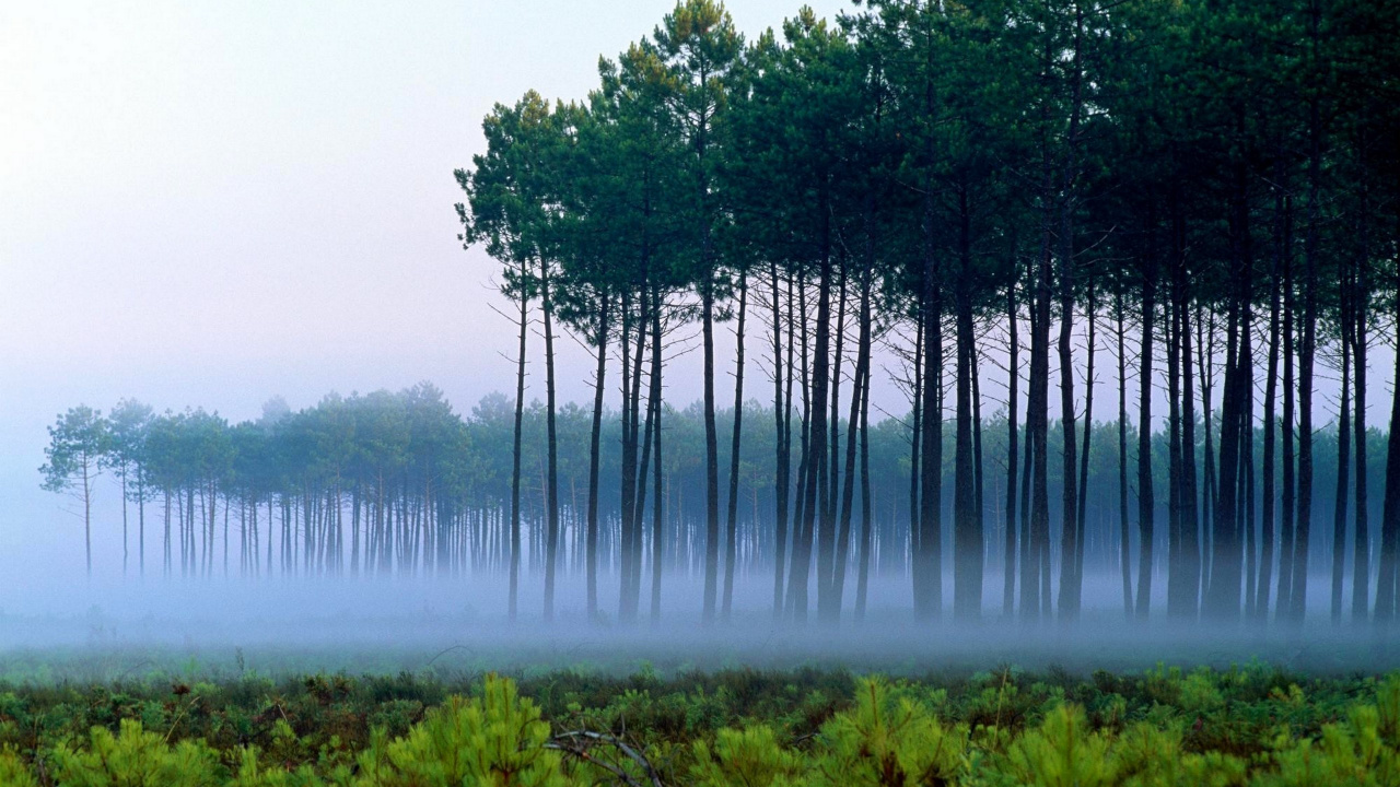 Обои лес, дерево, природа, зеленый, вода в разрешении 1280x720