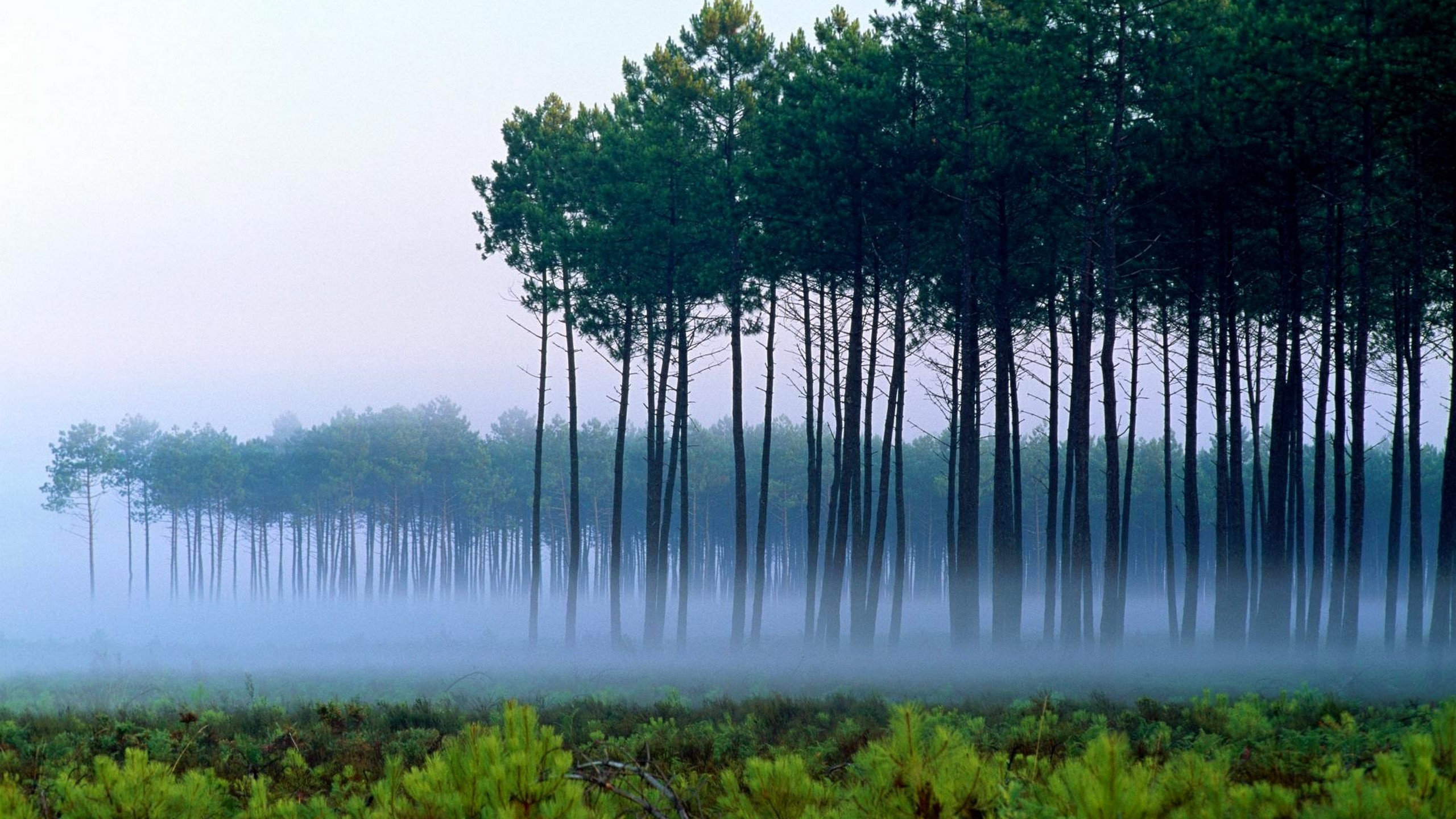 Обои лес, дерево, природа, зеленый, вода в разрешении 2560x1440