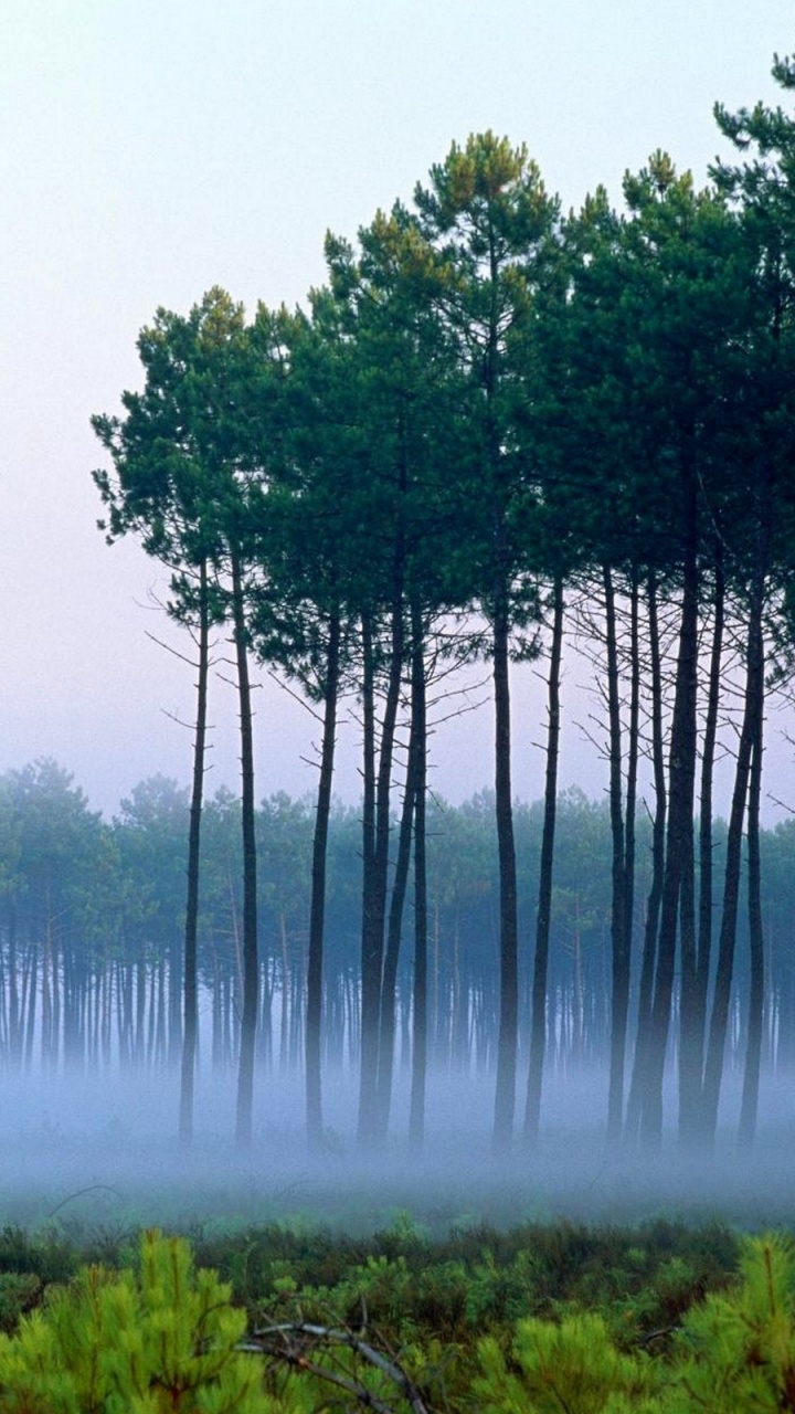 Обои лес, дерево, природа, зеленый, вода в разрешении 720x1280