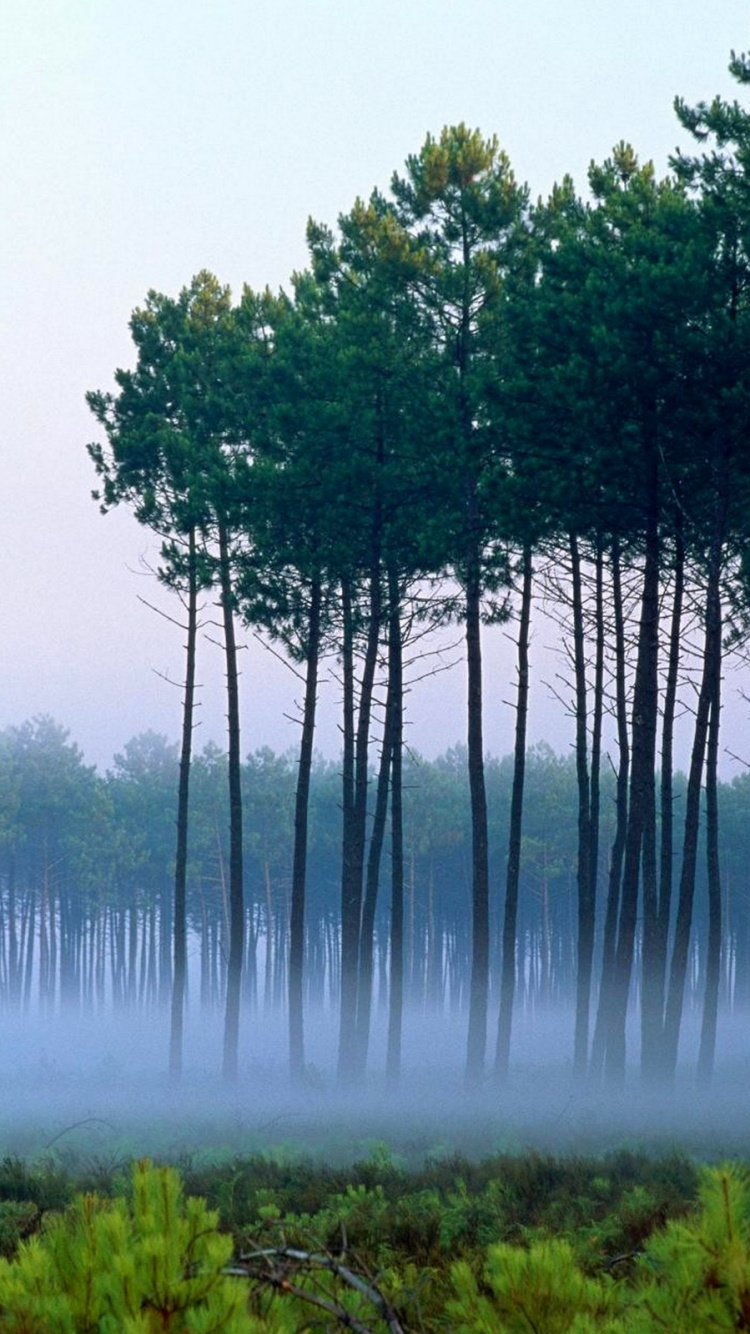 Обои лес, дерево, природа, зеленый, вода в разрешении 750x1334