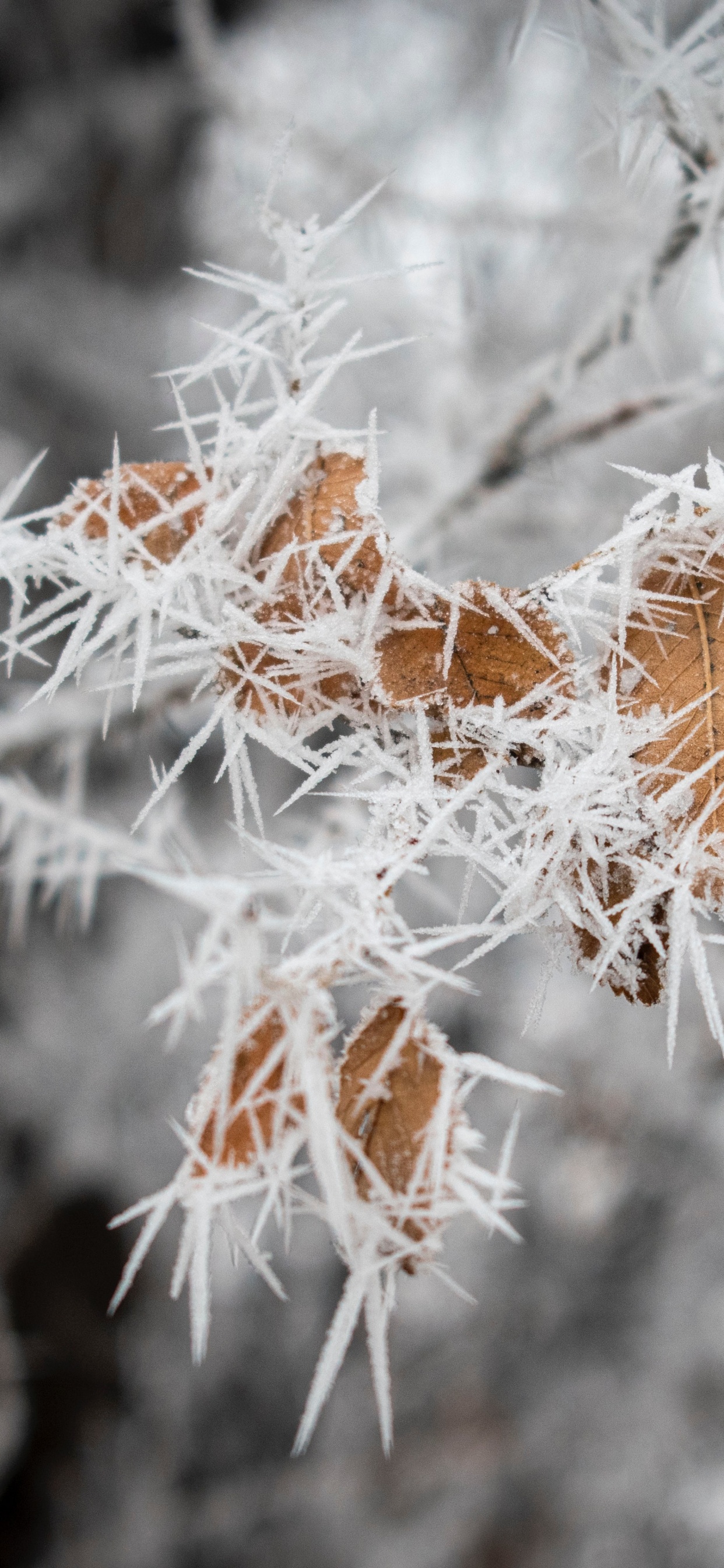 Обои лист, зима, прут, замораживание, цветок в разрешении 1242x2688