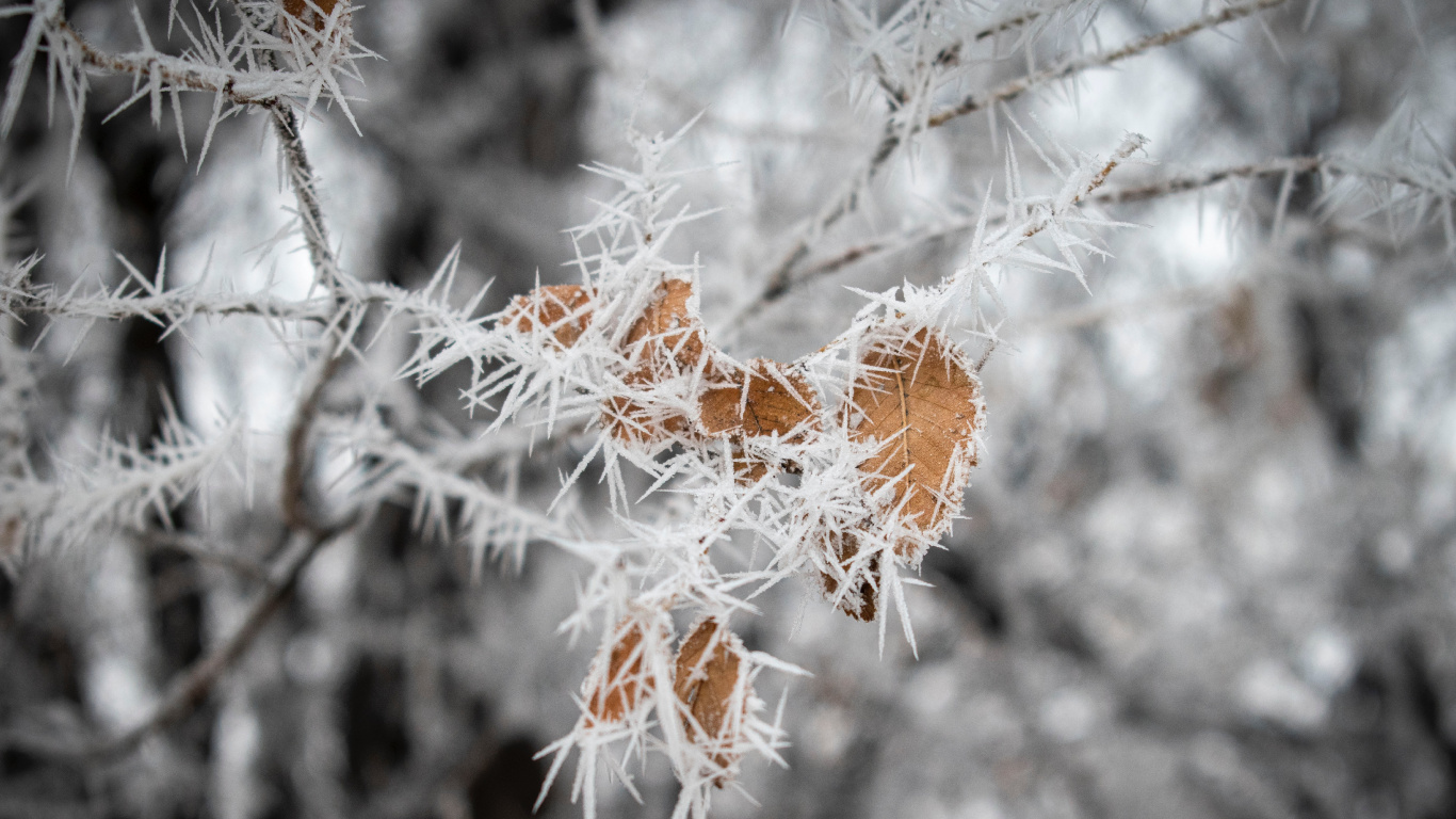 Обои лист, зима, прут, замораживание, цветок в разрешении 1366x768