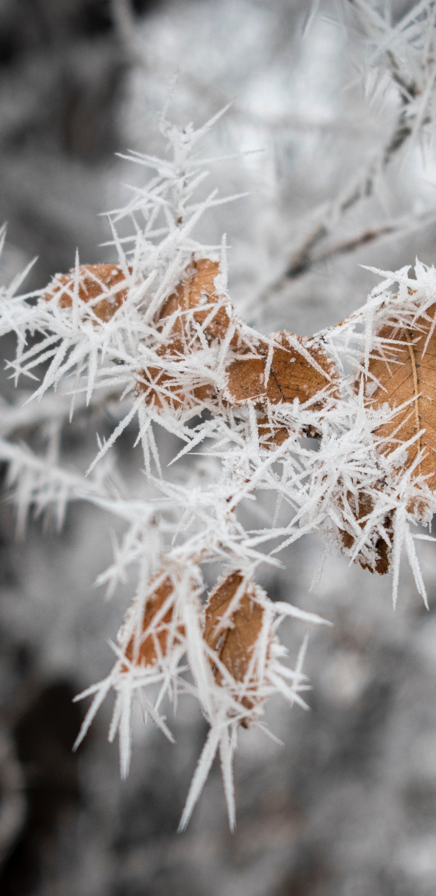 Обои лист, зима, прут, замораживание, цветок в разрешении 1440x2960