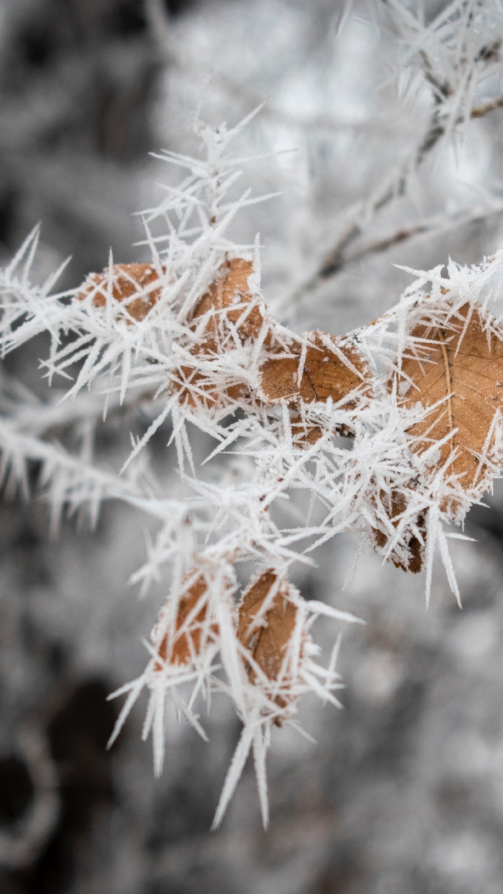 Обои лист, зима, прут, замораживание, цветок в разрешении 720x1280