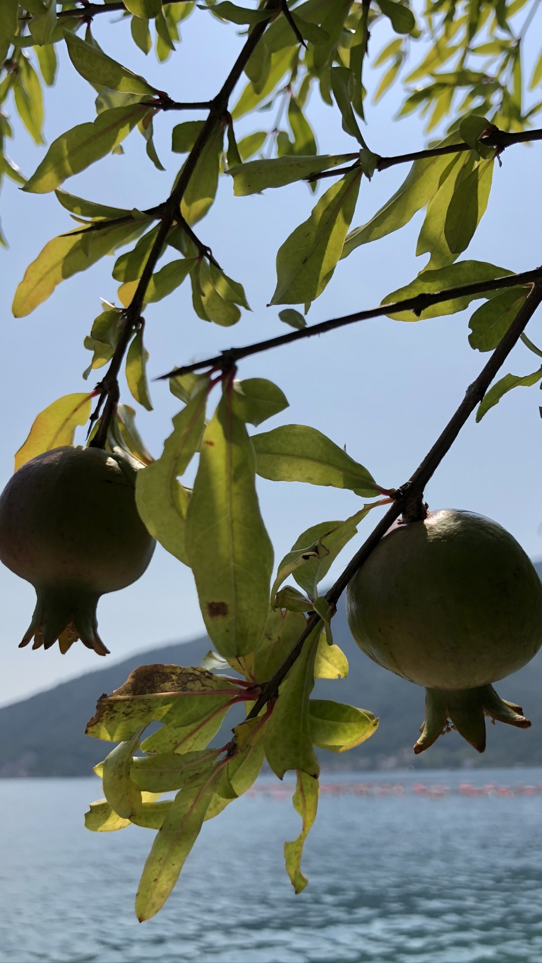 Обои Флора, фруктовое дерево, наука, биология, ветвь в разрешении 1080x1920