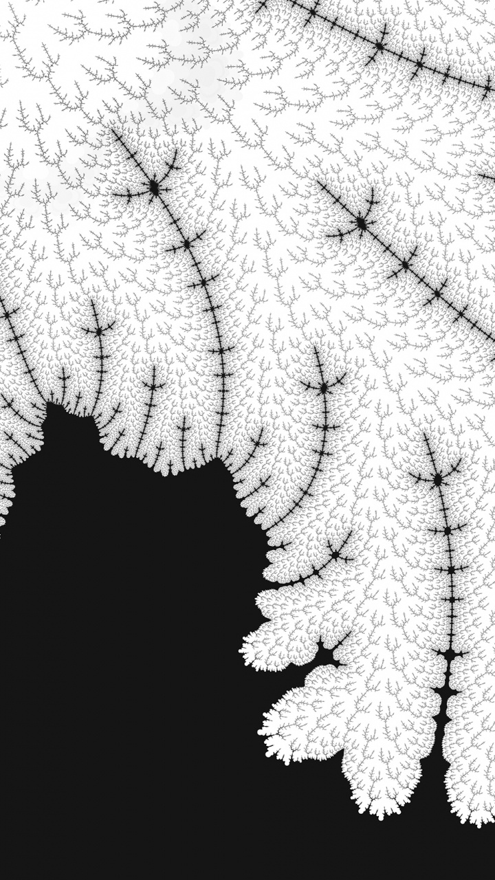 Обои лист, сосудистые растения, папоротник, растение, папоротники и хвощи в разрешении 720x1280