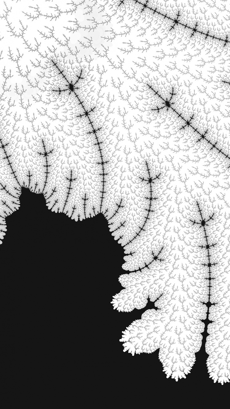 Обои лист, сосудистые растения, папоротник, растение, папоротники и хвощи в разрешении 750x1334